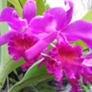 Meet your Posher, Joyfelomina